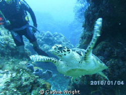 awesome sea turtle. swimming along, i turned around and t... by Cathie Wright 